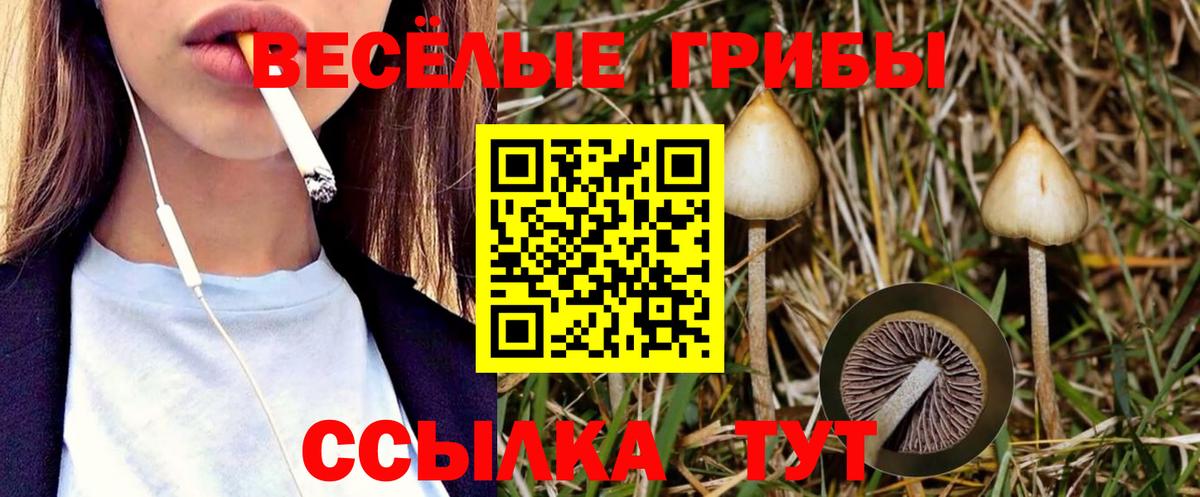 Маркс  Псилоцибиновые грибы Cubensis  Вход с VPN 